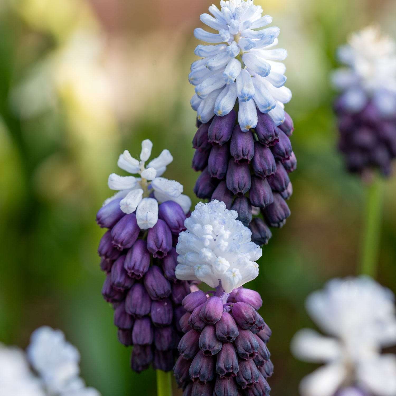 Traubenhyazinthe 'Grape Ice'